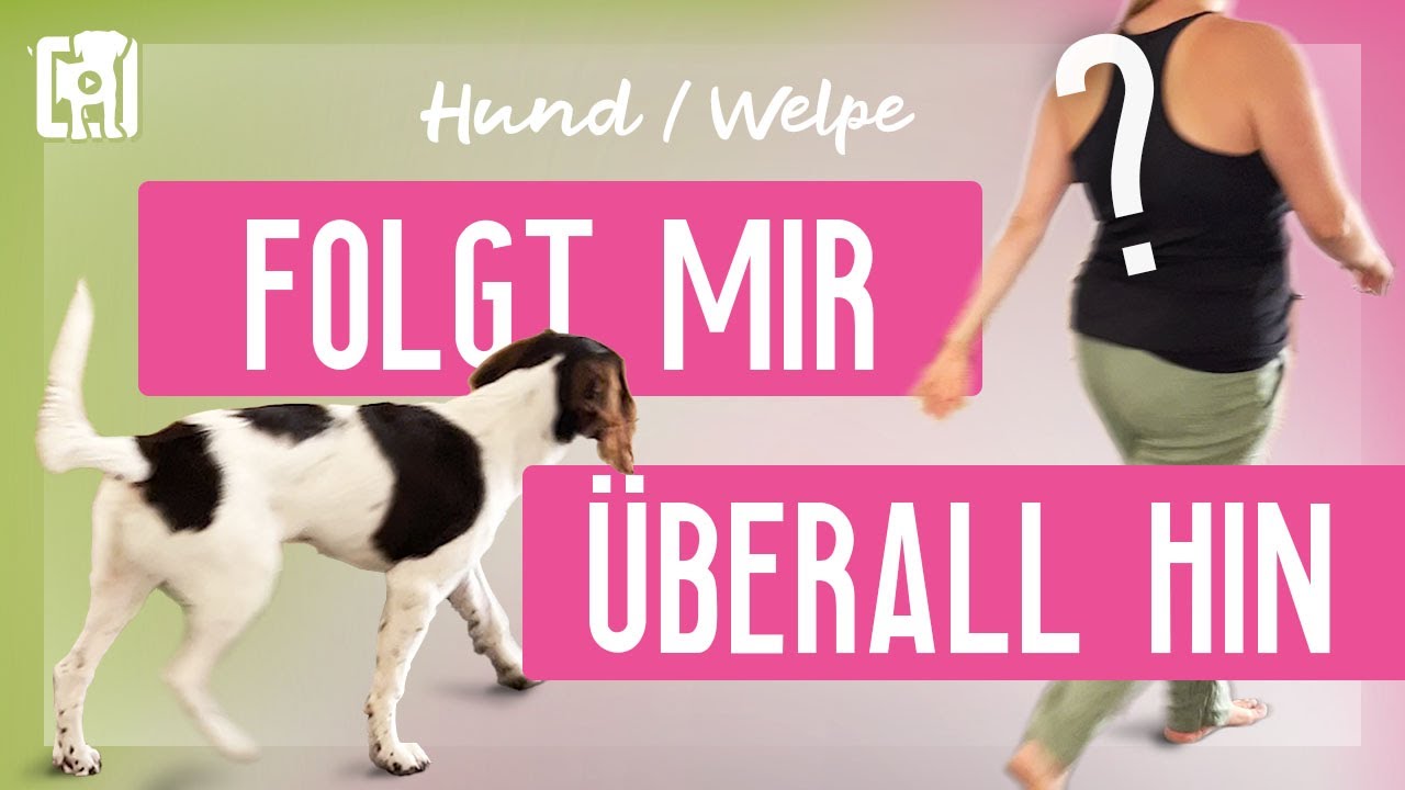 Hund folgt mir &uuml;berall hin - so verfolgt dich dein Welpe nicht mehr in der Wohnung!