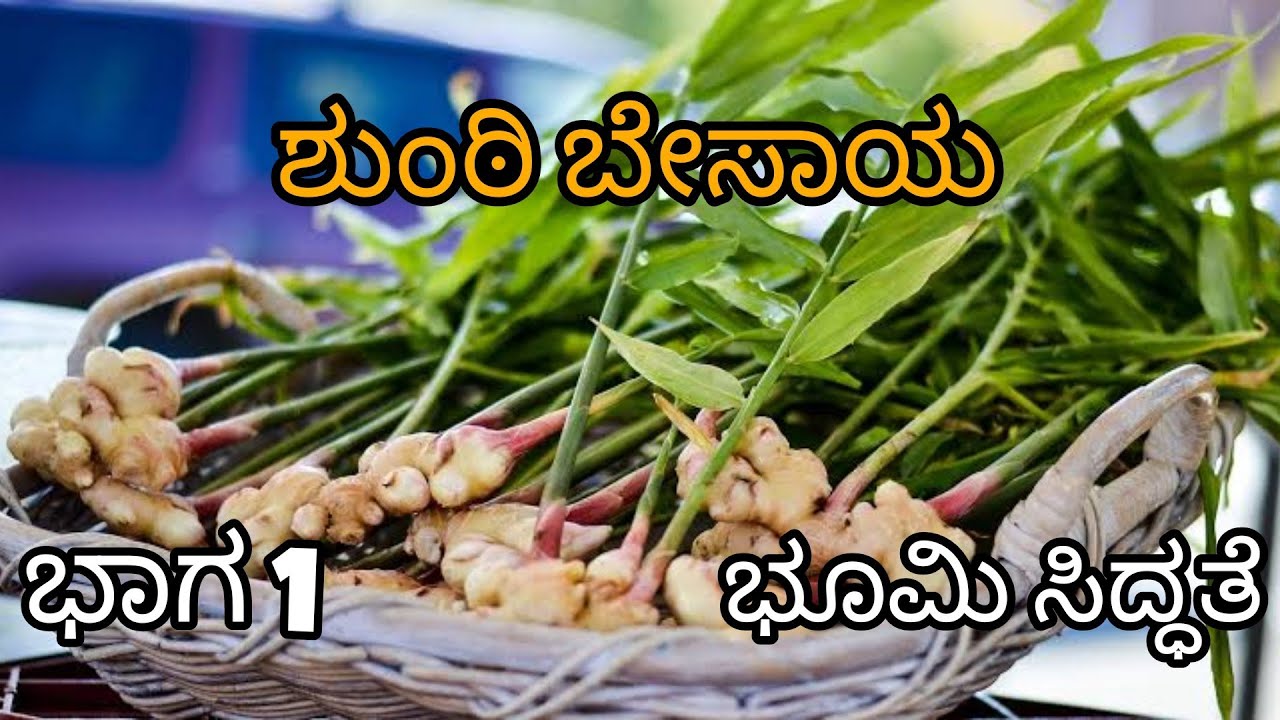Ginger cultivation guide by Dr A Venugopal M.Sc.(Ag) part 1 | ಶುಂಠಿ ಬೇಸಾಯ ಭಾಗ 1 | ಭೂಮಿ ಸಿದ್ಧತೆ