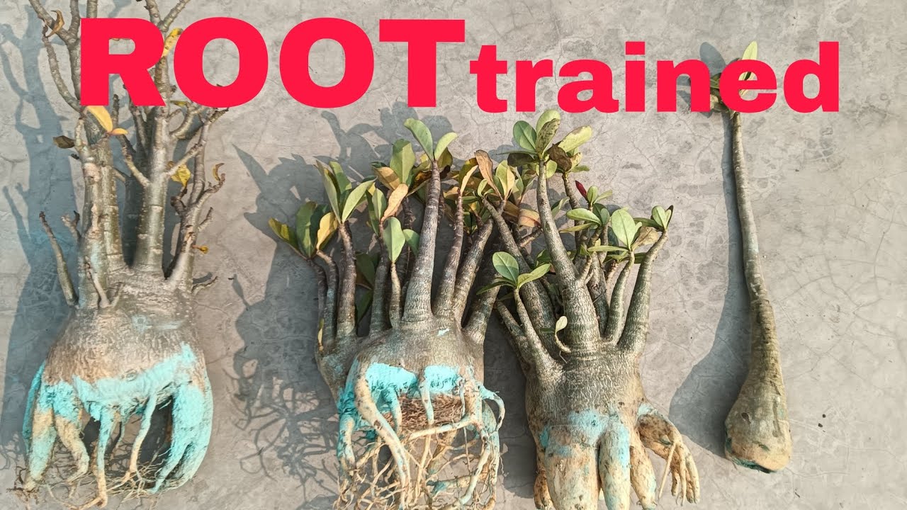 How to repott root trained plant arabicum 