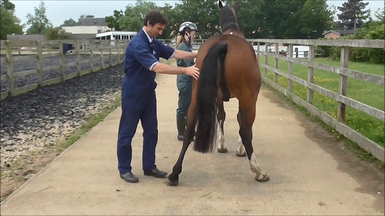 Palpation of a horse with back pain