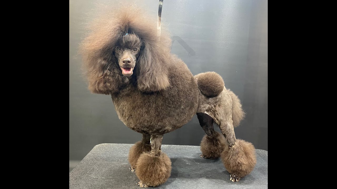 YT   Poodle Bubble topknot