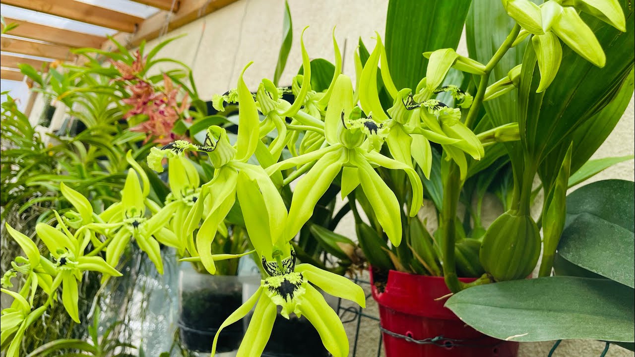 COELOGYNE PANDURATA(Cultivo/cuidados para que florezca  abundantemente)