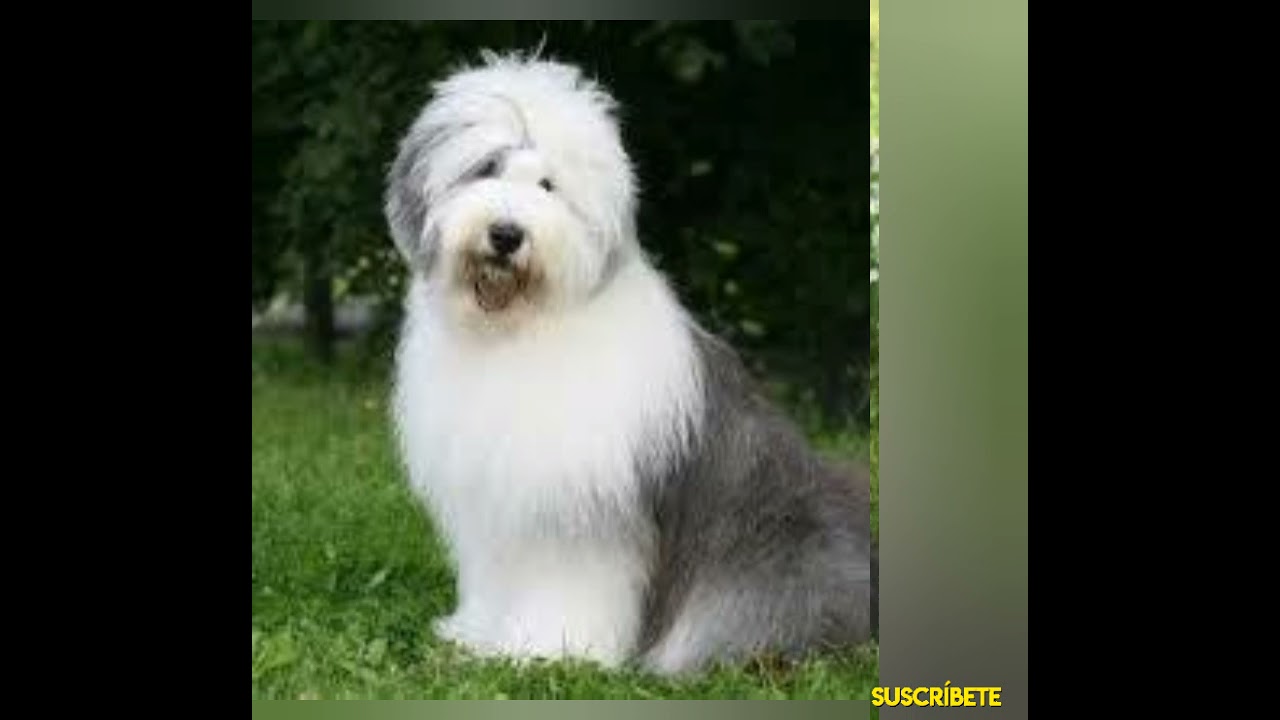 LA HISTORIA DE PERRO BOBTAIL - EL MUNDO ANIMAL