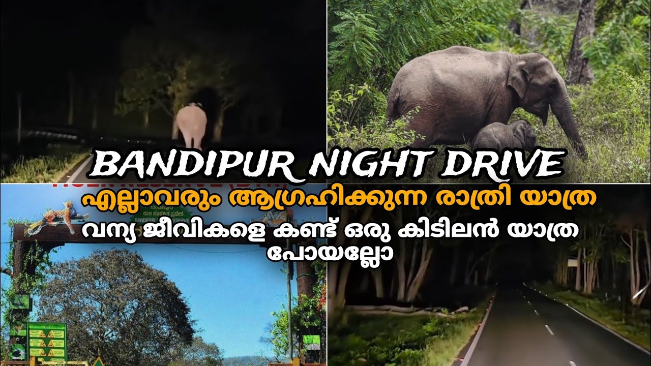 BANDIPUR NIGHT DRIVE 🐘😱🔥| wildanimals നെ കണ്ട് ഒരു രാത്രി യാത്ര🔥 പേടിച്ച് പോയി😱 #bandipurnightdrive