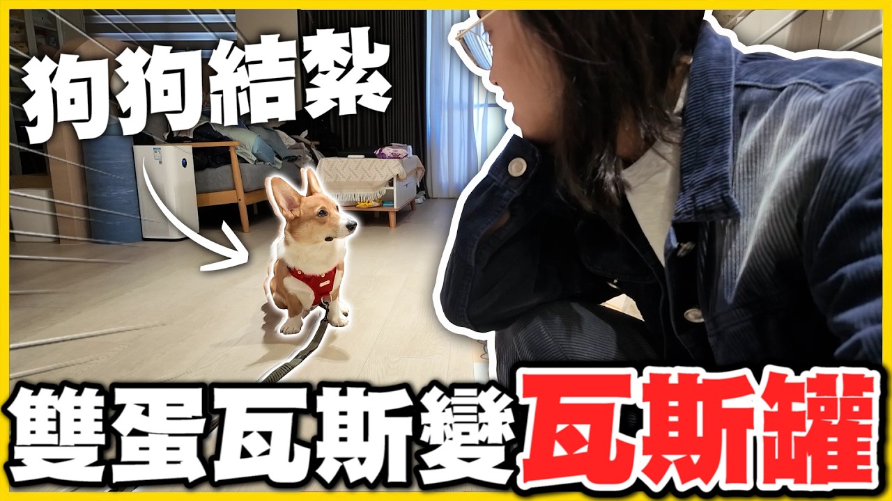 【狗狗結紮】雙蛋瓦斯 變 瓦斯了😭 過年直接變公公(￣y▽,￣)╭