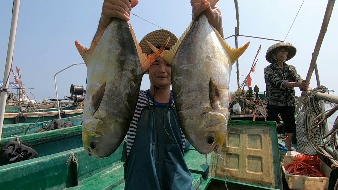 特大金鯧魚群撞上網， 十幾張漁網收入近萬塊錢， 這魚群到底有大【探海漁人】