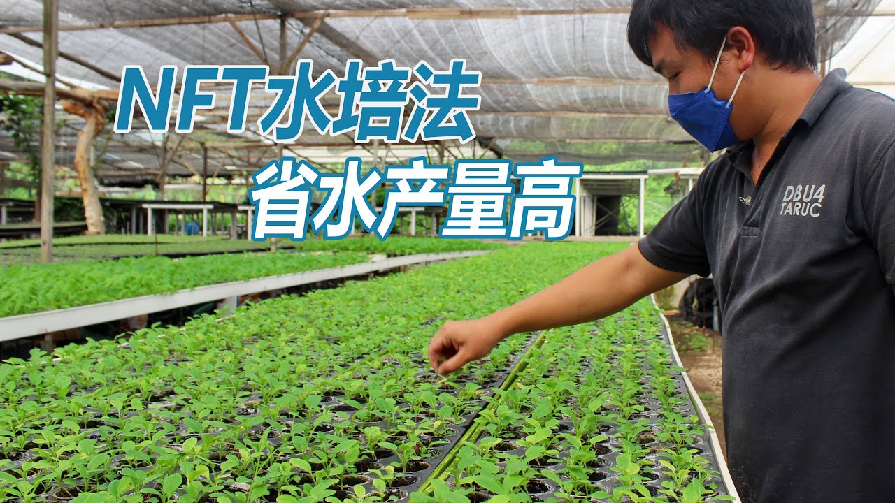 NFT水培法 省水产量高