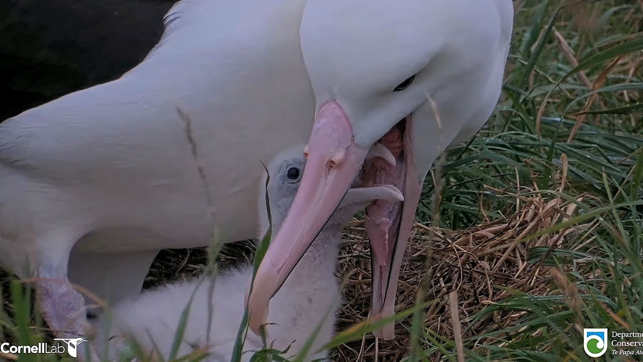 Royal Albatross - Unwanted visitors and feeding little Plateau chick 🐥👑