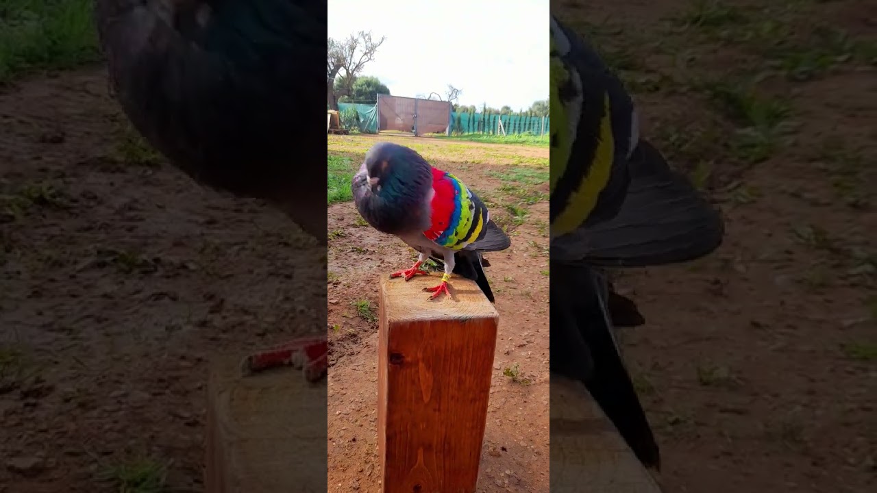 palomos deportivos  pichon del 22