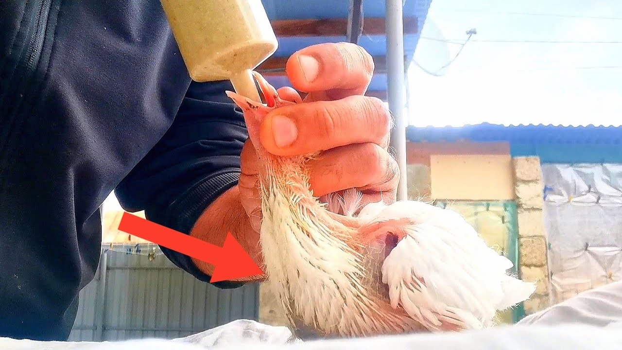Лёгкий и быстрый способ выкармливание голубят в ручную. An easy and quick way to feed pigeons.