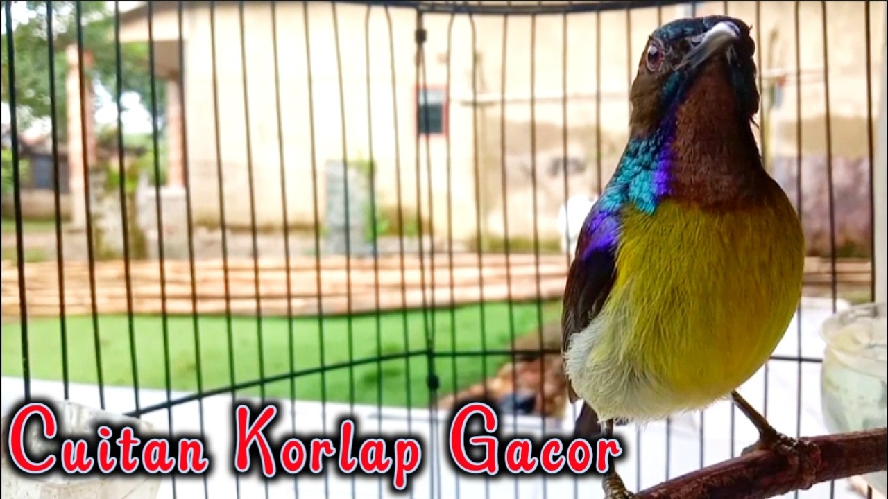 Kolibri kelapa | manggar | wiceh | cuitan gacor memancing lawan narung