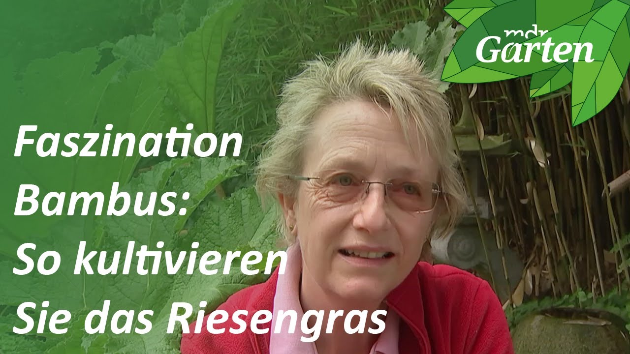 Faszination Bambus: Wie Sie das Riesengras kultivieren können | MDR Garten