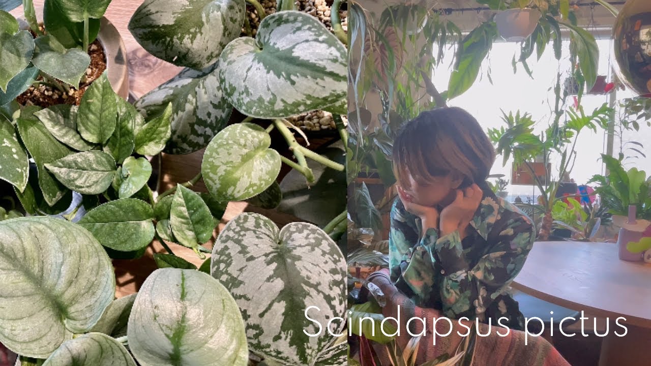 【魅力たっぷり´-スキンダプサス】8種類のスキンダプサスをご紹介/観葉植物の育て方/初心者さん必見´-ガーデニング/園芸/houseplants/観葉植物インテリア/ボタニカルライフ/관엽 식물