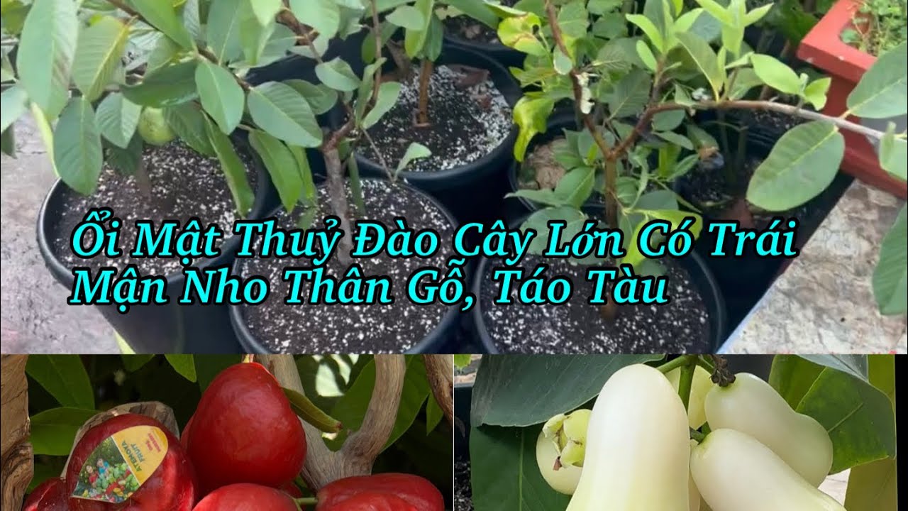 Chiều Em Ra Vườn Tưới Cây & Sale Thêm Nhiều Cây Đẹp Độc Lạ Nhiều Hoa/Trái