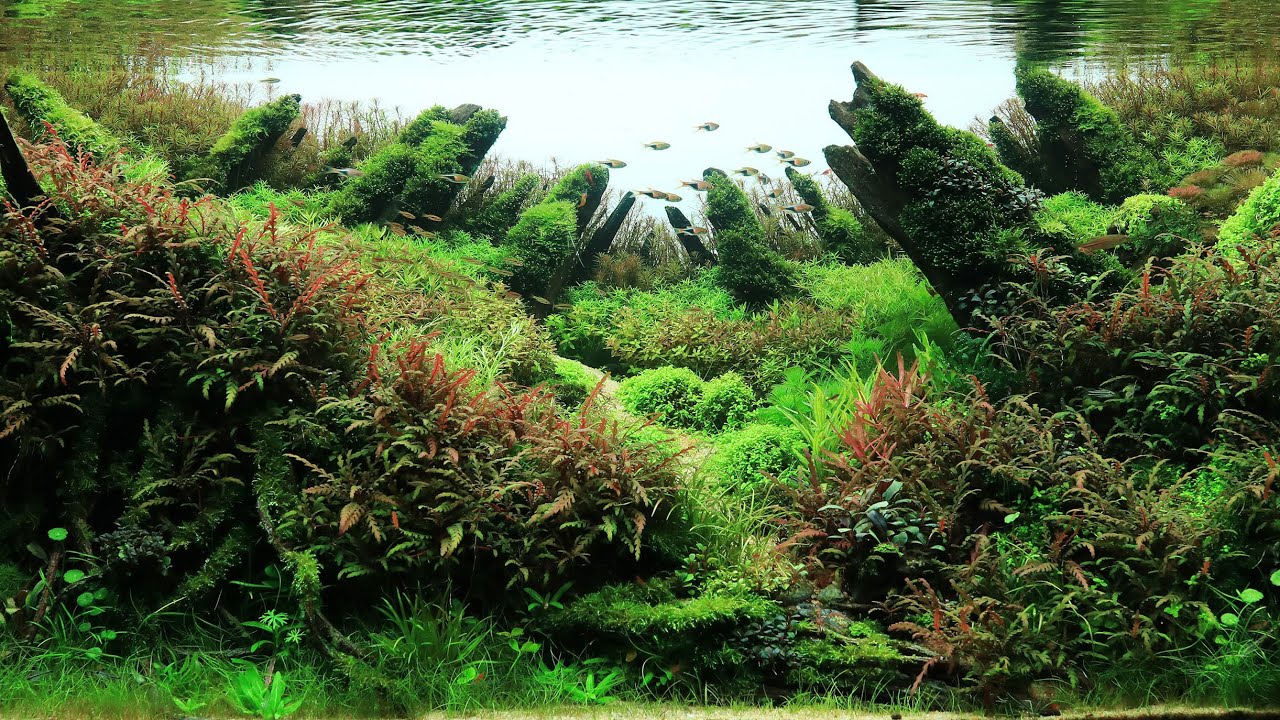 Journey to IAPLC 2020 - #169 [ BLEND INTO NATURE ] by NGUYENNGOCSON
