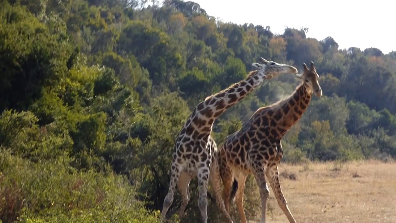 Giraffe Fight!