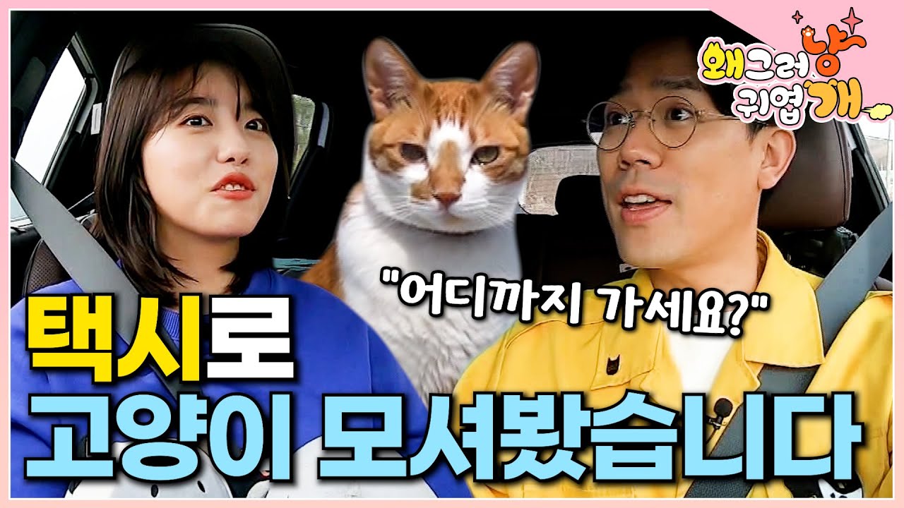 고양이 손님 모시고 목적지까지 택시 드라이브 해드렸습니다 (feat. 아이오아이 김소혜)┃#왜그러냥귀엽개