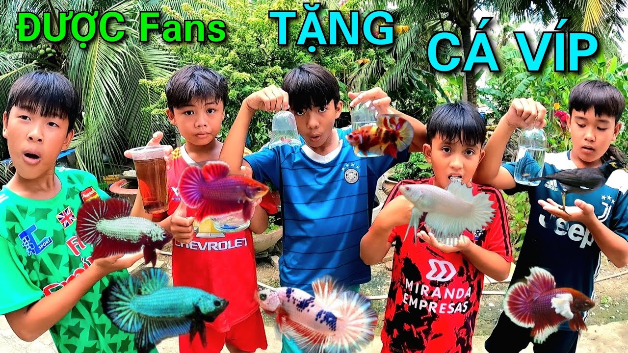 Hành Trình Đi Mua Cá Lia Thia Cá Betta Về Ép Cặp Để Làm Cá Cảnh