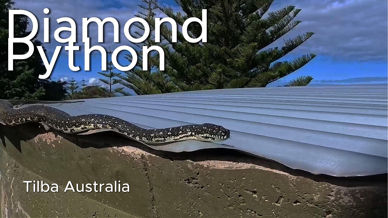 Stunning Diamond Python cruising across our watertank 