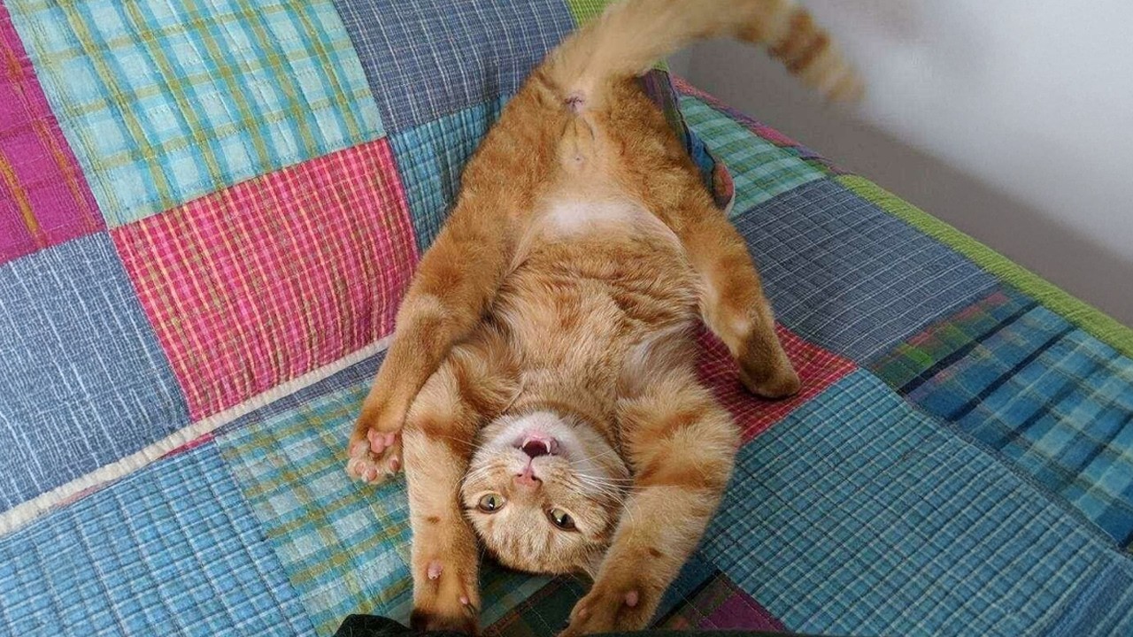 Cats Being Hilarious for No Reason 🤣 The Funniest CATS Video 2026