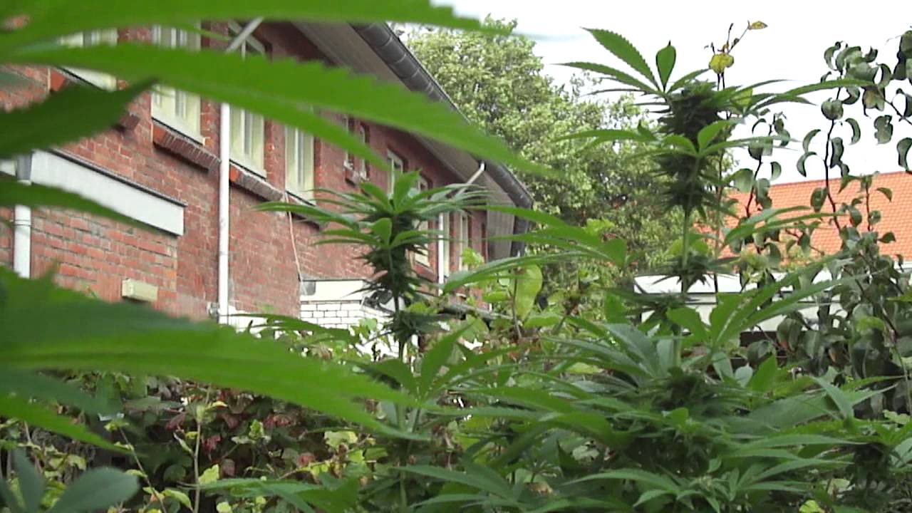 Sour OG Kush outdoor buds