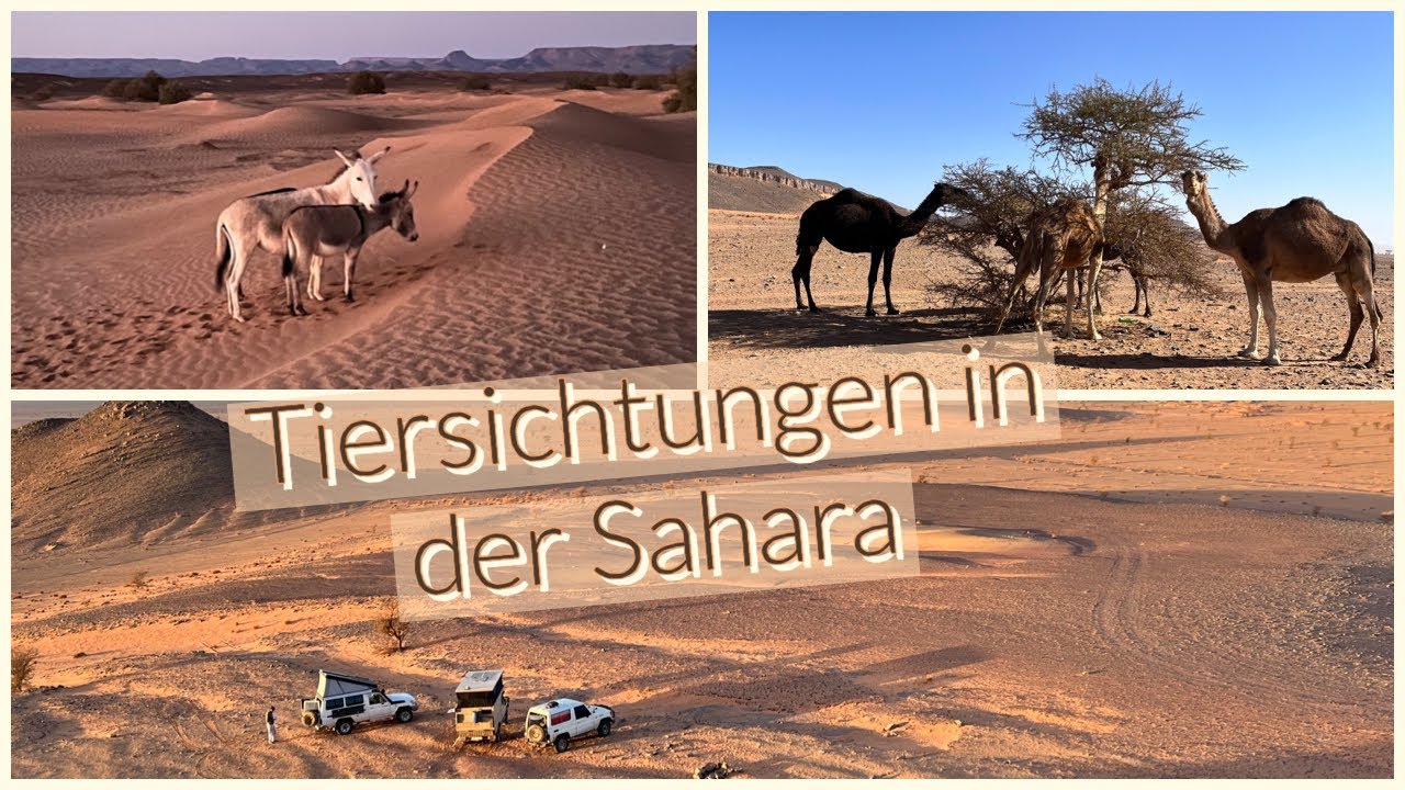 4x4 Overlanding Marokko - Wüstenabenteuer - Teil 3/4: Merzouga-Zagora - Erg Chegaga