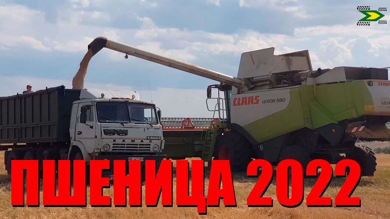 Озимая пшеница в 2022. Обзор, эксперименты. Технологии обработки, посев, выращивание, уборка.