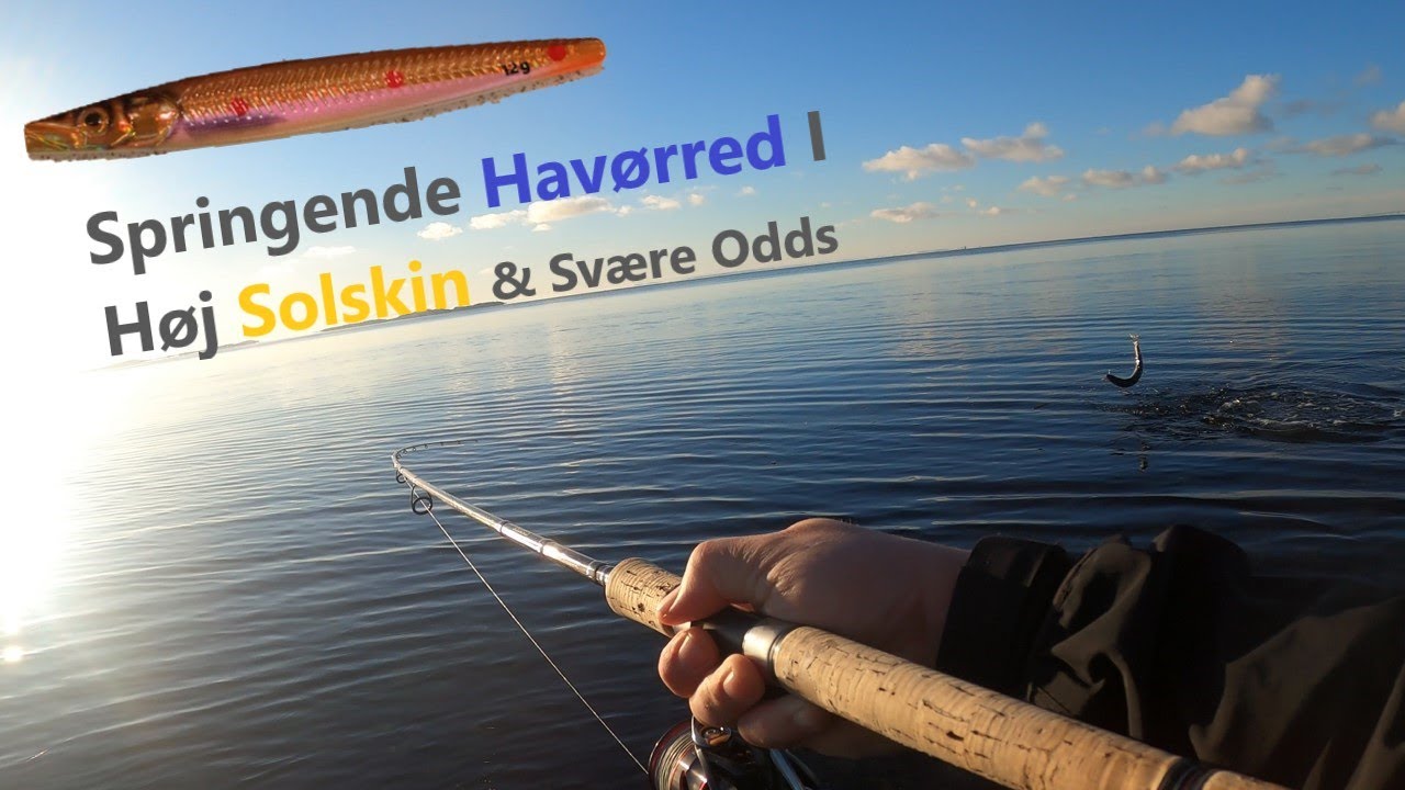 Springende Havørred I Høj Solskin & Svære Odds