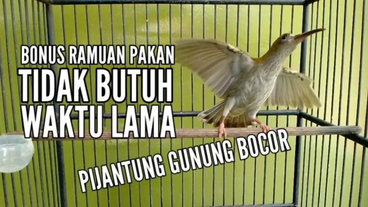 MERAWAT BURUNG PIJANTUNG GUNUNG MUDA HUTAN  agar Lekas Gacor