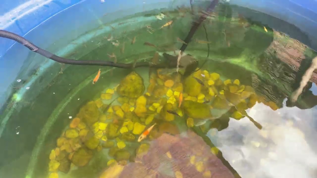 Mostrando a bomba que eu uso na minha caixa d’água de 500 litros 