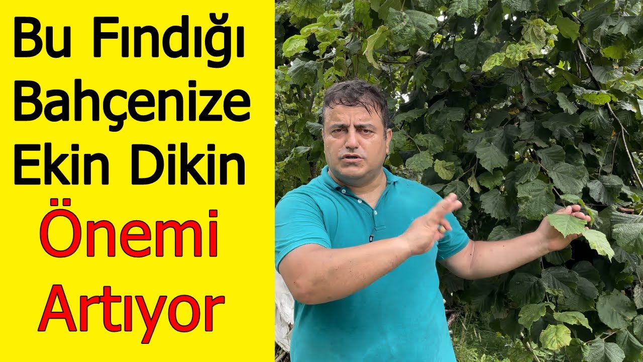 Ham - Yabani Fındığın Tozlamadaki Önemi - Geç Açan Fındık Çeşitlerinde 2021 Yılında Tutum Neden Az