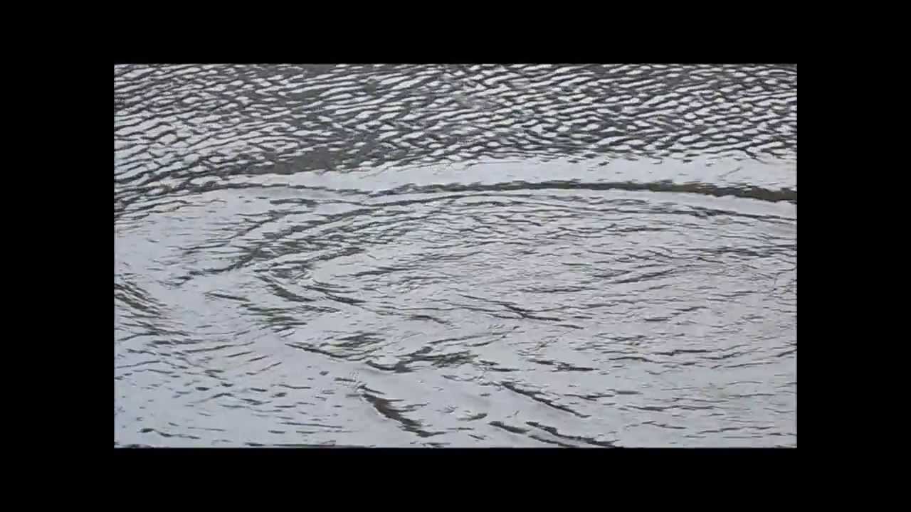 Forelvissen met de tremarella techniek