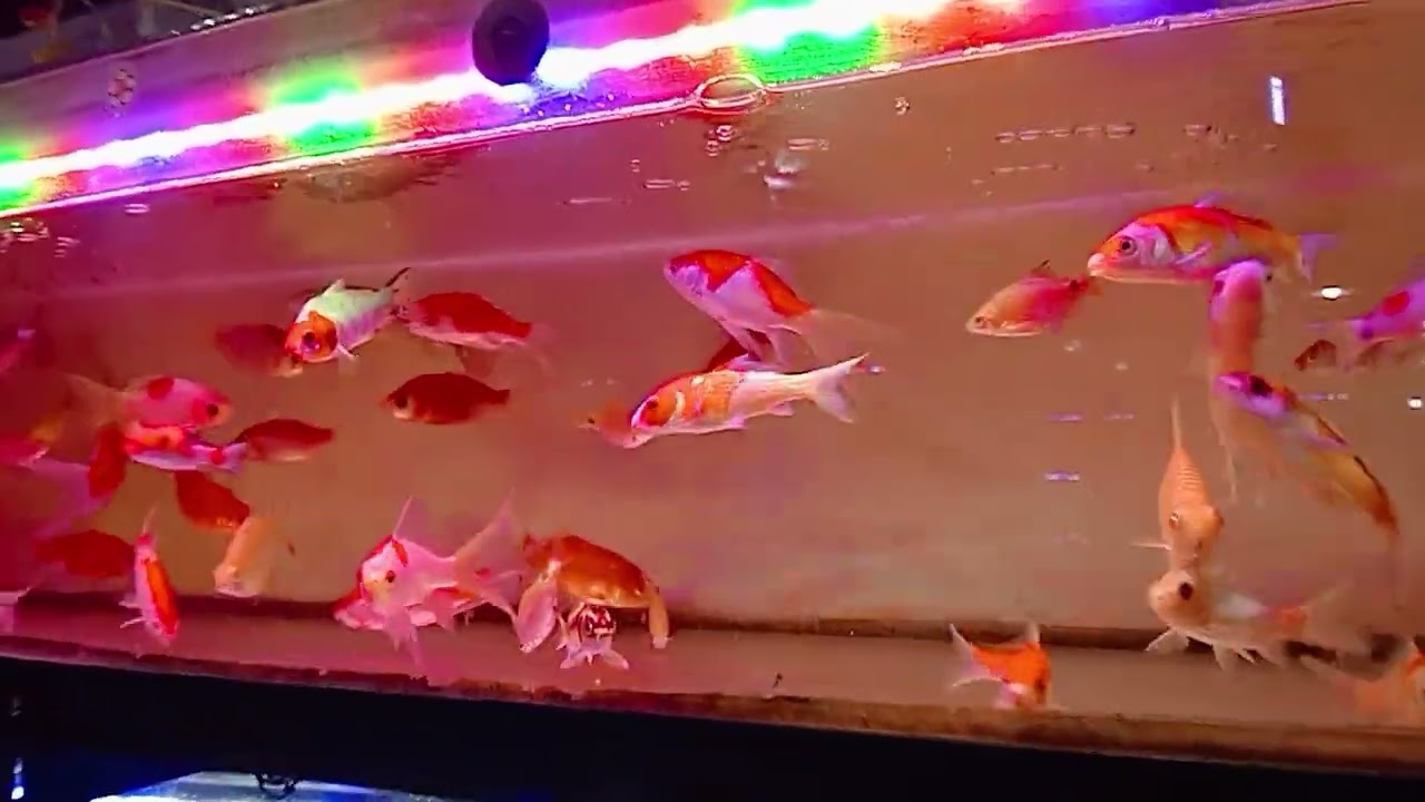 melihat ikan koki jumbo