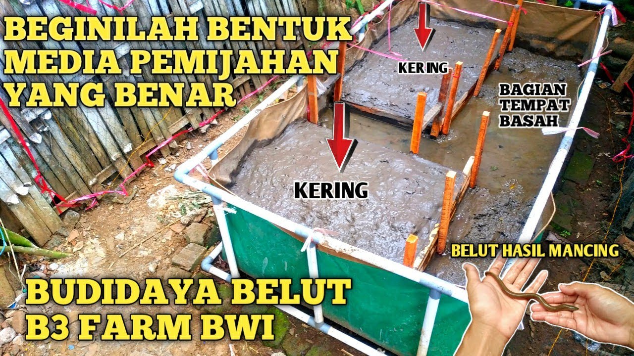 BENTUK MEDIA PEMIJAHAN DAN MENCOBA TERNAK BELUT ALAM HASIL MANCING??