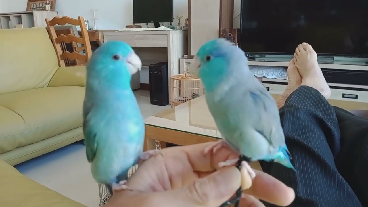 一條繩子也可爭成這樣，太平洋鸚鵡。Pacific parrots can fight over a rope like this.