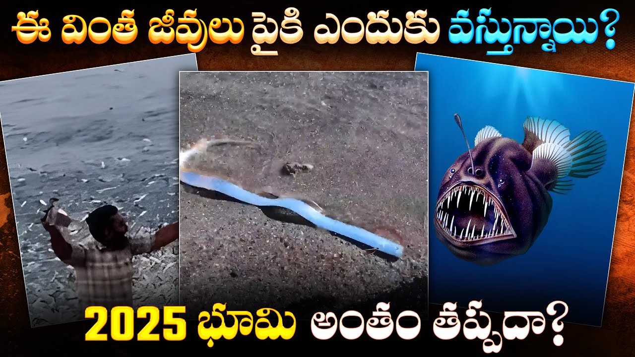 ఓర్ ఫిష్, ఆంగ్లర్ ఫిష్.. ఇవి భయంకరమైన సంకేతాలా? 🐟 Oarfish & Anglerfish – Signs of a Global Disaster?
