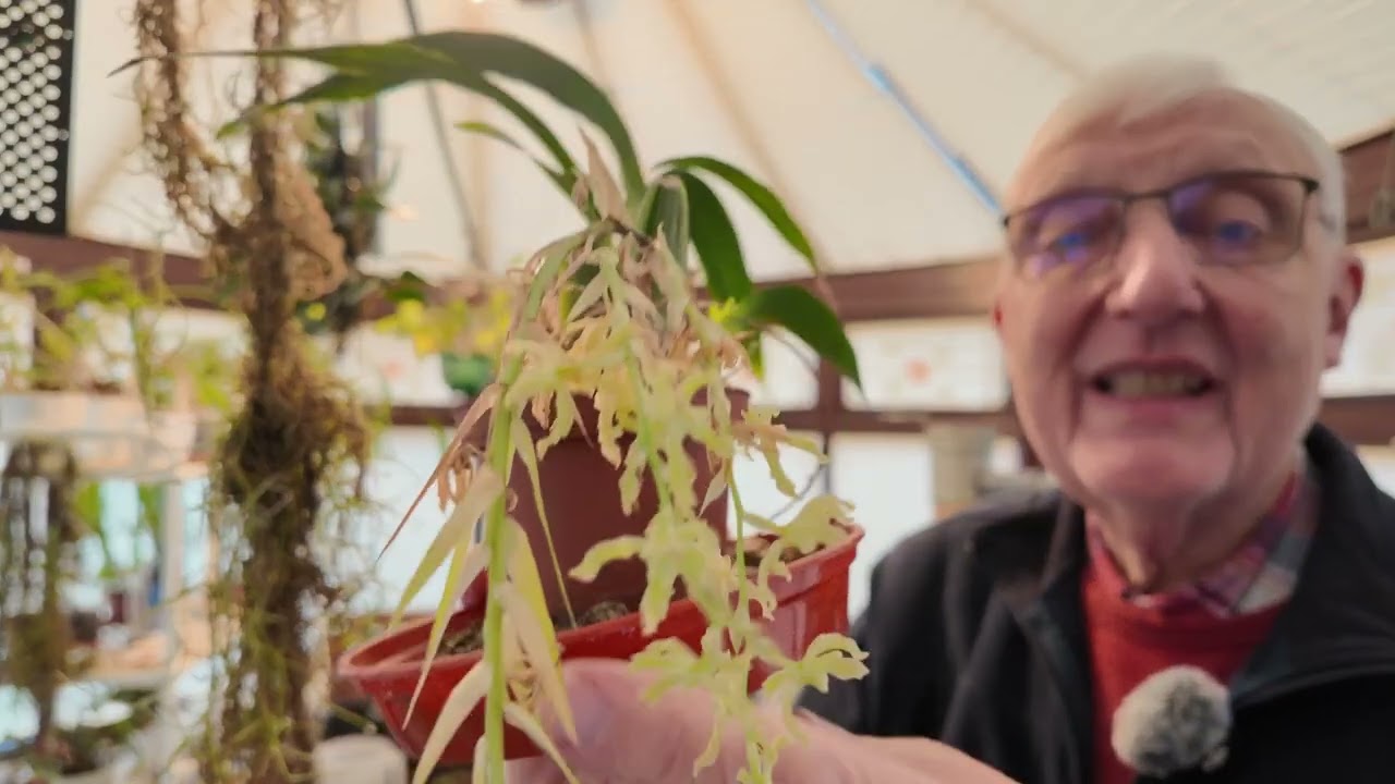 New Growing Techniques for Restrepia and Gomesa