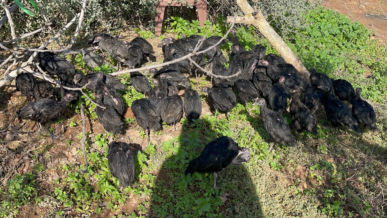 كتاكيت الديك الرومي ماشاءالله اللهم بارك #viral#chicken #reels #farming #foryou 