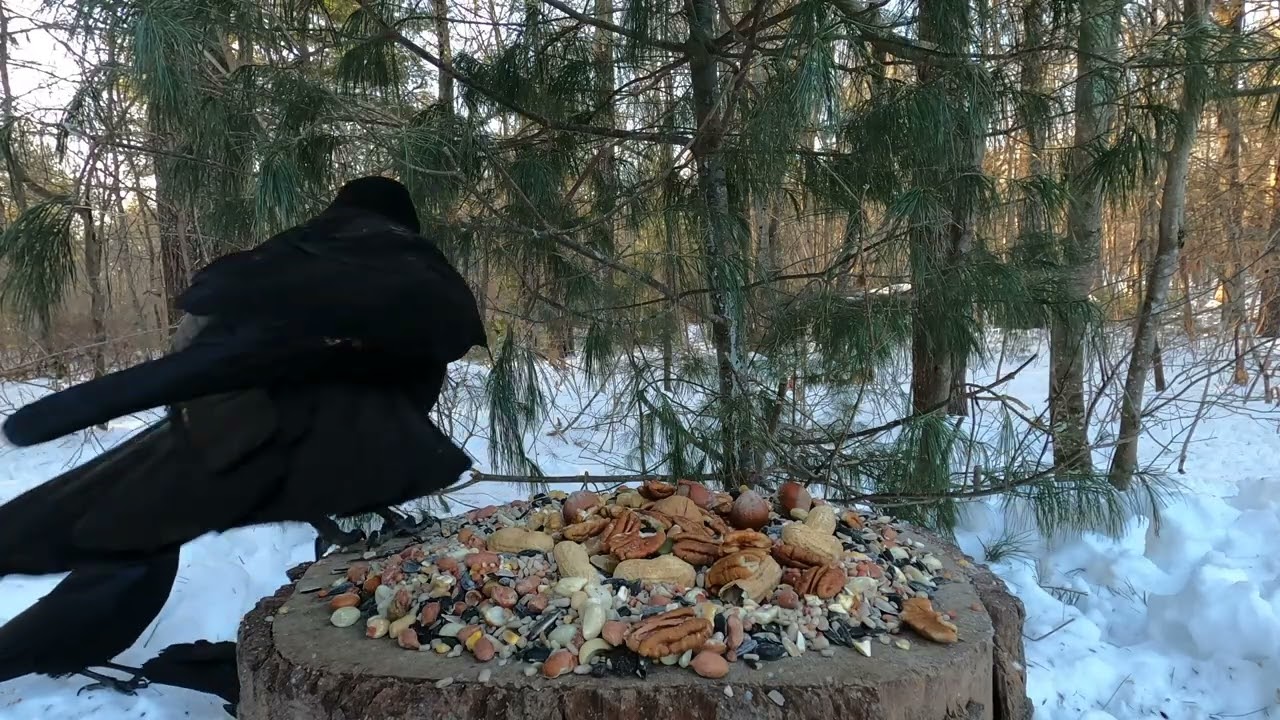 Crows