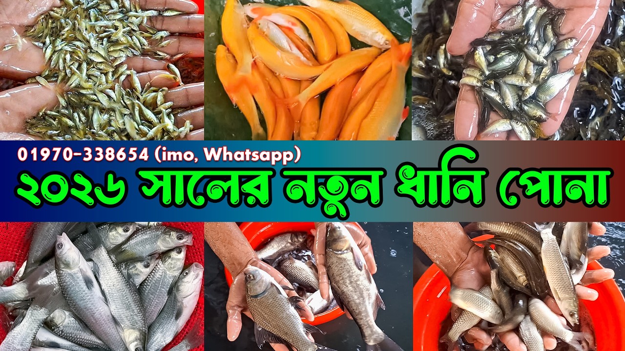 ২০২৬ সালের নতুন সব রকম ধানি পোনা আজকের দাম জানুন || Jessore Fish Market Bd 2026