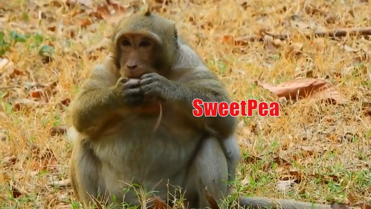 OMG..!! Sweetpea Find Something To Eat Before Goes To Sleep