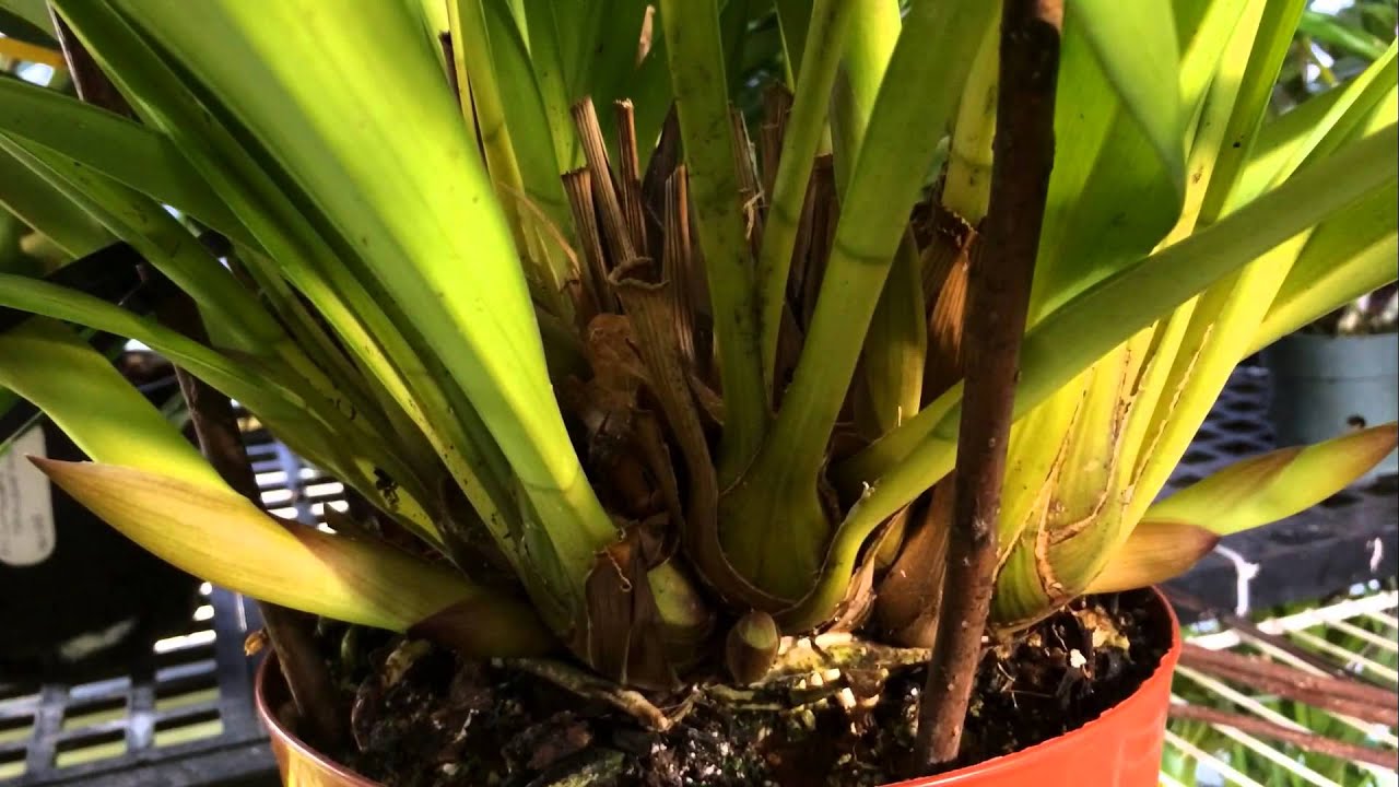 Orchid Spikes 101: Staking Cymbidium Orchid Spikes Up close / Tips to bloom Cymbidium orchids