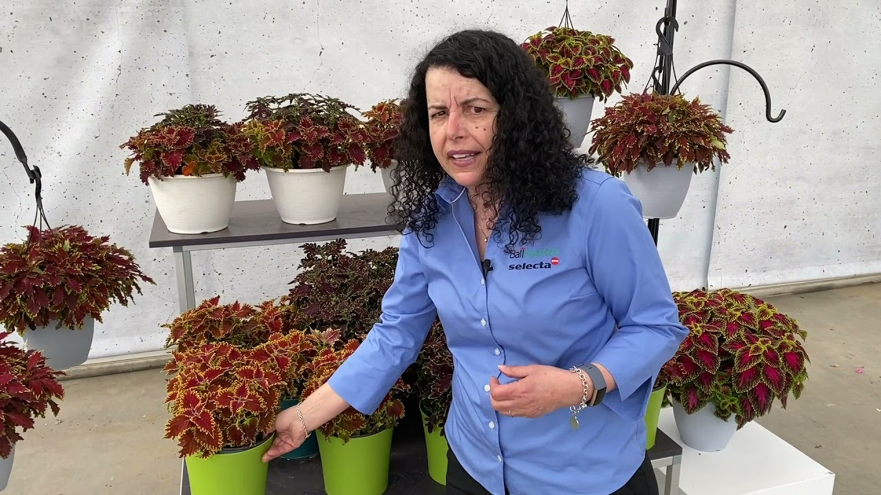 Ball FloraPlant Coleus Introductions for 2022