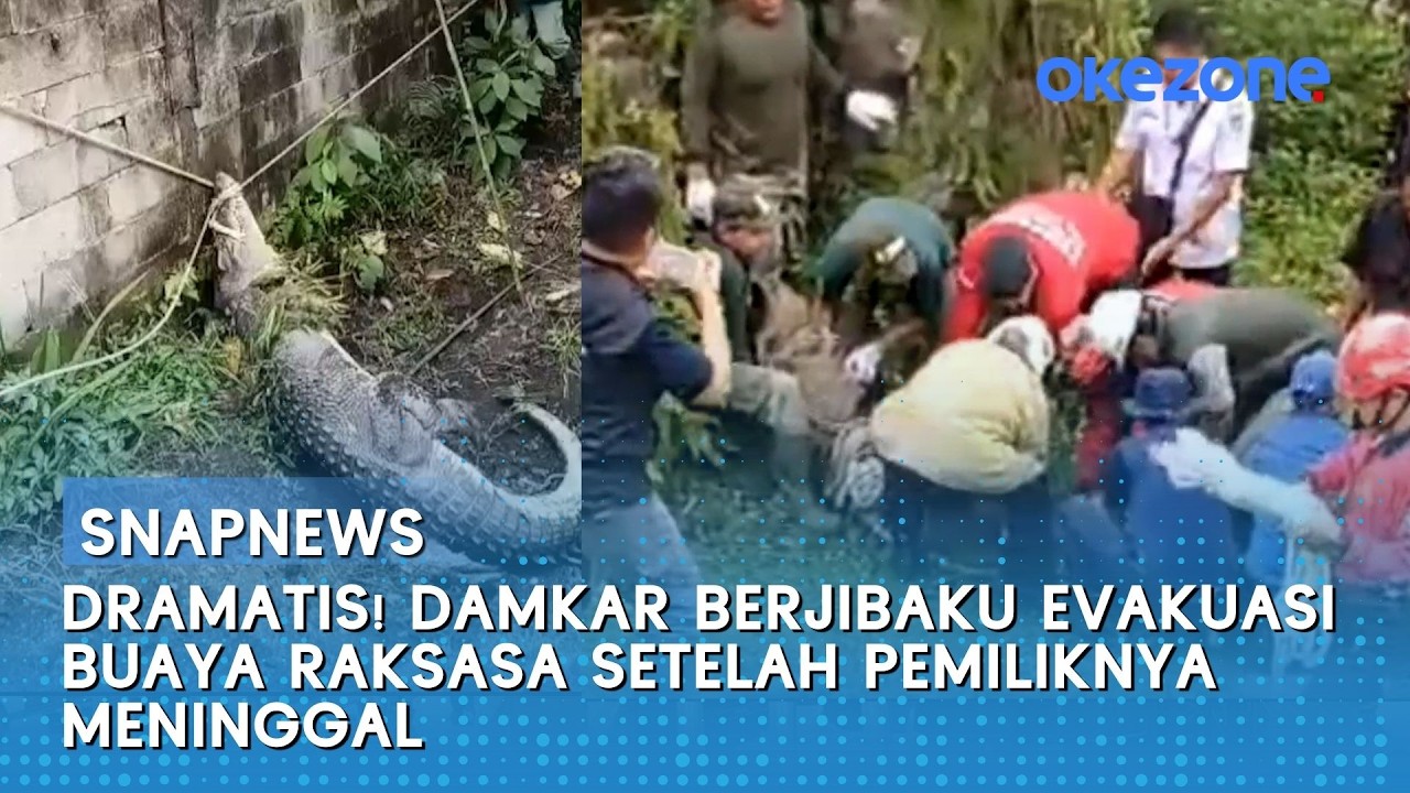 Dramatis! Damkar Berjibaku Evakuasi Buaya Raksasa Setelah Pemiliknya Meninggal | Snapnews