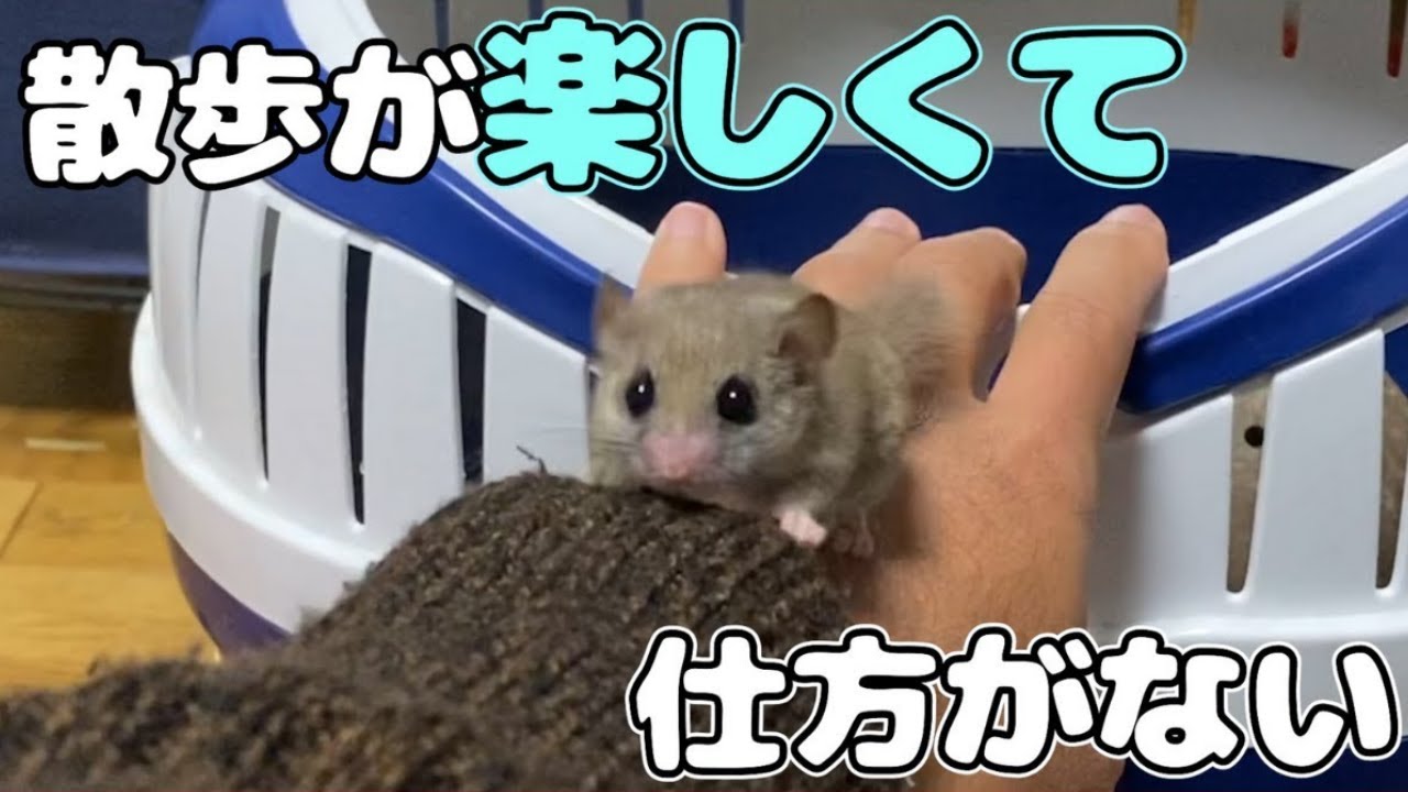 【アフリカヤマネ】外の世界が楽しすぎてうっきうきのたぬきちが可愛いww
