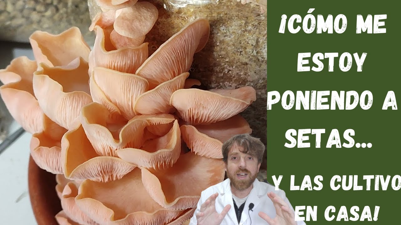 Cómo cultivar SETAS deliciosas EN CASA paso a paso y fácil | Pleurotus djamor