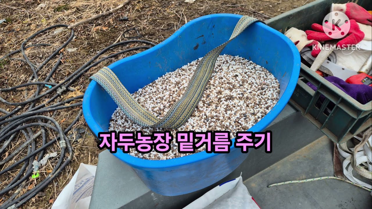 자두농장 밑거름 주기