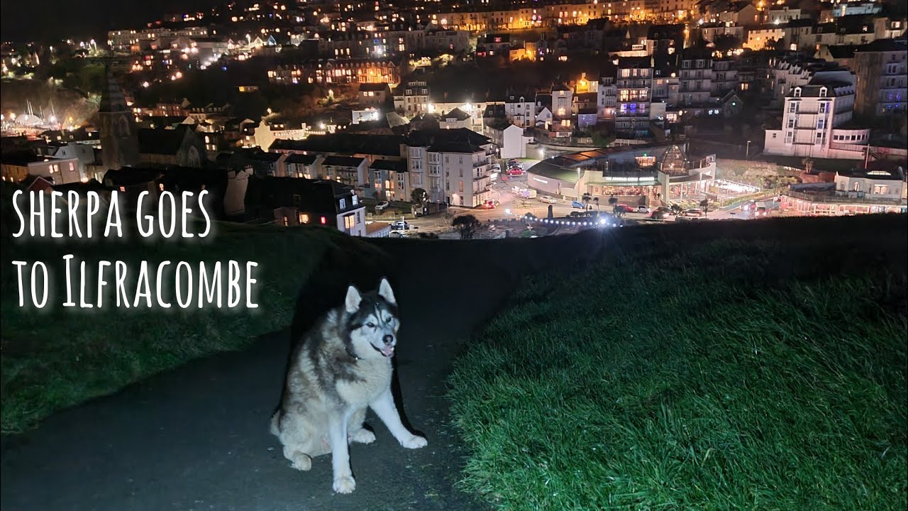 Chatty Husky Sherpa Visits Ilfracombe
