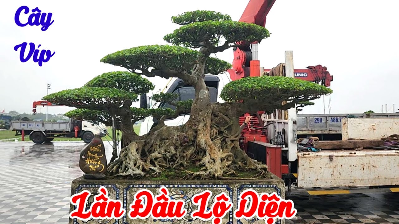 Giàn cây của anh em CLB cây cảnh Bách Thuận tại TL Đền Trần Nam định 2026