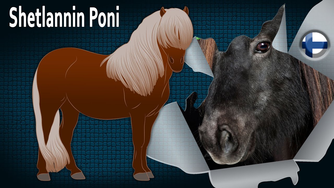 Shetlannin Poni, poni, jota pidet&auml;&auml;n maailman vahvimpana, Hevosrodut